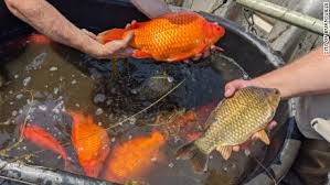 Common goldfish (the ones that you can win at county fairs), are actually one of the largest species of goldfish. Put0uxkjy9pa6m