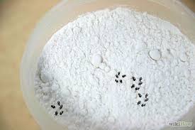 How To Get Rid Of Weevils Flour Bugs Flour Storage Pantry Bugs Weevils