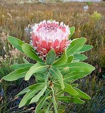 Image result for Protea madiensis