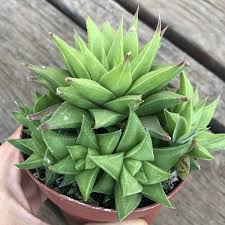 Image result for Euphorbia baylissii