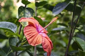 Image result for Hibiscus aponeurus