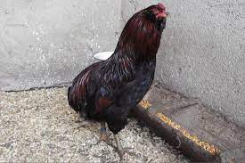 Bucuresti, sectorul 5 4 oct. Cum Se CreÈte Araucana Rasa De GÄini Cu Cele Mai SÄnÄtoase OuÄ