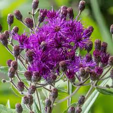 Image result for Vernonia sutherlandii