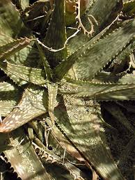 Image result for Aloe zebrina