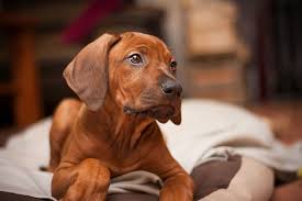 Unsere wunderschönen, dunkel pigmentierten rhodesian ridgeback welpen, dürfen nun besucht werden. Rhodesian Ridgeback Welpe Foto Bild Tiere Haustiere Hunde Bilder Auf Fotocommunity