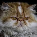 LOST BREEDS - PEKE-FACED CAT