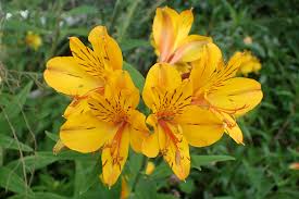 Image result for Alstroemeria pulchella