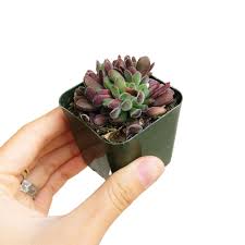 Small clay pots are popular with consumers. Red Carpet Sedum Crassula Pubescens Subsp Radicans For Sale Succulents Box