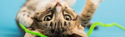 Spraying is smelly, messy and offensive to everyone except the cat. Affordable Spay Or Neuter Surgery At Ahs Veterinary Clinics In Phoenix