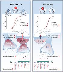 Log into facebook to start sharing and connecting with your friends, family, and people you know. Frontiers The A5 Nicotinic Acetylcholine Receptor Subunit Differentially Modulates A4b2 And A3b4 Receptors Frontiers In Synaptic Neuroscience