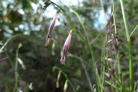 Image result for Schwenckia