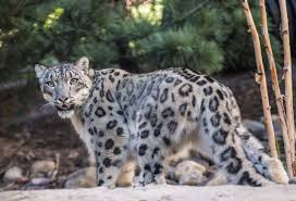 Image result for kernel panic snow leopard