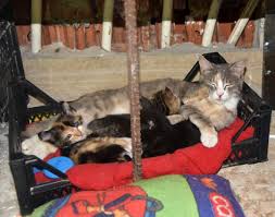 Kopekli Aile Kedi Saldirisina Ugradi Line Haber