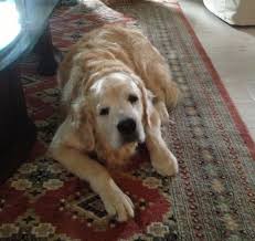 A Dog You Can T Help But Fall In Love With Sonny The Golden Retriever