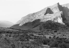 Image result for Anthospermum usambarense