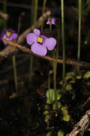 Image result for Lentibulariaceae