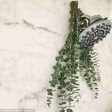A eucalyptus bundle isn't just extraordinarily beautiful, but it's also incredibly useful. The Simple Shower Decorating Trick That Could Help You Sleep Better Daily Mail Online