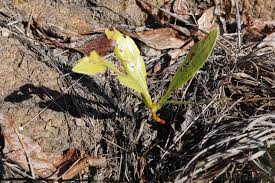 Image result for Pygmaeothamnus zeyheri