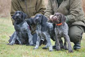German wirehaired pointer info, temperament, puppies, pictures. German Wirehaired Pointer Vs Labrador Retriever Breed Comparison