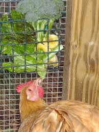 Chicken Treat Chart The Best Treats For Backyard Chickens