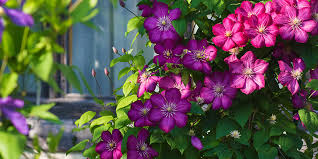 To allow your clematis to scramble over and properly cover its support, ensure mesh or trellis protrudes from the wall or fence by at least 2.5cm (1in). Colourful Clematis And Why Every Garden Should Have Them