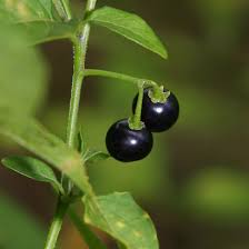 Image result for Solanum americanum