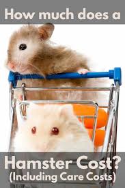 This is usually seen in cages that use shavings as bedding, though may occur with. How Much Does A Hamster Cost Including Care Costs Hamsters 101