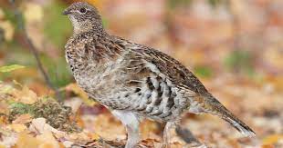 Ruffed grouse ~ bonasa umbellus one morning in spring, the male ruffed grouse will suddenly start a slow drumming of its wings that gradually increased, moving faster and faster until they vanish in a blur. Pennsylvania Could Lose Its State Bird The Ruffed Grouse Because Of Climate Change Phillyvoice
