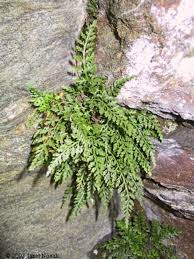 Image result for Asplenium simii