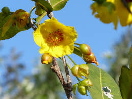 Image result for Ochna natalitia