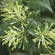 Image result for Cestrum nocturnum