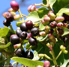 Image result for Syzygium cordatum