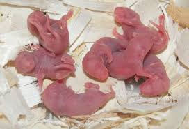 37 year old, gosiame sithole from tembisa gave birth to 10 children in pretoria last night. Seven Babies By Phoenix Cry On Deviantart