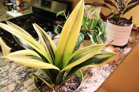 You can buy them in 4, 6, 8, 10, 12, and 14″ grow pots. Stunning Rare Find Sansevieria Trifasciata Gold Flame I M In Love Houseplants