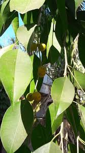 Image result for Dovyalis lucida