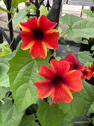 Image result for Thunbergianthus