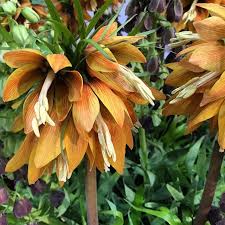 Maybe you would like to learn more about one of these? Fritillaria Imperialis Common Name Crown Imperial A Specialty Bulb Flower From Holland In Season Now Springflowers Bulbflower Bulb Flowers Spring Flowers Flowers