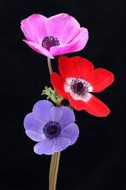 Anemone Family Ranunclaceae Amazing Flowers Flowers Most Beautiful Flowers