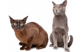 The breeders on this page have agreed to raise their kittens in accordance with the guidelines set out in the code of ethics. Burmese Cat Breed Information Pictures Characteristics Facts