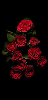 Black Background With Rose Soul Of An Angel Sara Sas World In 2020 Flowers Black Background Rose Wallpaper Red Roses Wallpaper