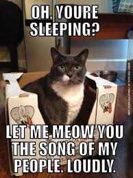 cat people will definitely relate to these memes funny cat memes crazy cats cat memes