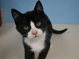 He often walks freely around the other cats at the shelter. Flapjack Oregon Humane Society