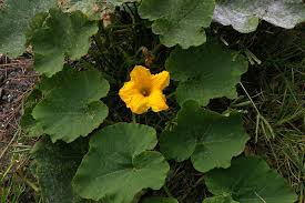 Image result for Cucurbita