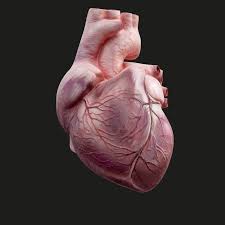 Human Heart Animation 3d Model Human Heart Heart Pictures Heart Images