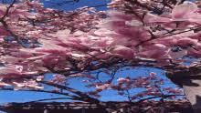 Cherry blossom, transparente, personal, from zuhn download gif theme, sakura, sujet, or share transparent, you can share gif transparente, personal, cherry blossom, in twitter, facebook or instagram. Animated Cherry Blossom Background Gifs Tenor