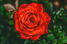 صور ورد طبيعي احمر جوري Rose Flower Photos Close Up Photography Flower Photos