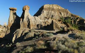 Image result for Ursinia montana