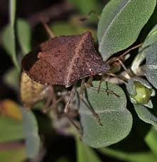 Use repellents and pesticides to keep them out of the garden. How Do You Get Rid Of Stink Bugs 7 Tips The Pest Rangers