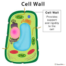 We did not find results for: Cell Wall Definition Structure Functions With Diagram