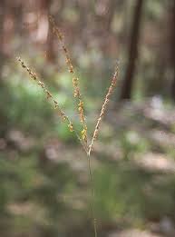 Image result for Alloteropsis